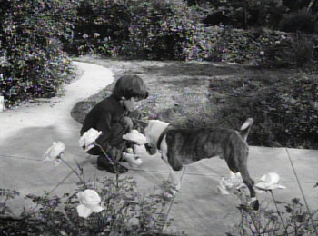 Frankenweenie (1984) download