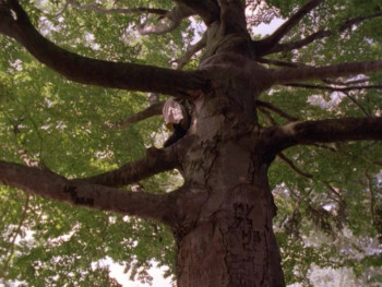 Get Down (2001) download