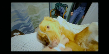 Good Boy (2025) download