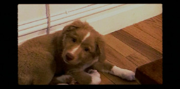 Good Boy (2025) download