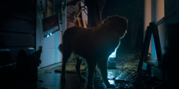 Good Boy (2025) download