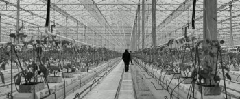 Grain (2017) download