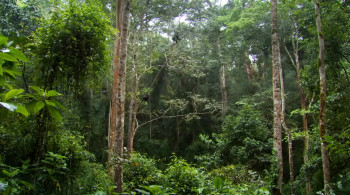 The Growing Up Pets in Films (2015) download