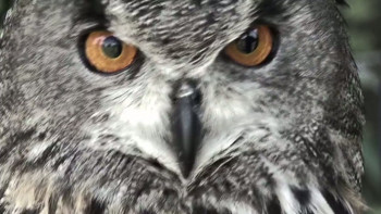 Hell at My Heels (2011) download