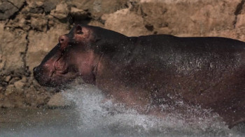 Hippo vs Croc (2014) download