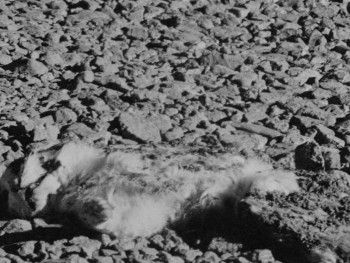 Hippy Porn (1991) download