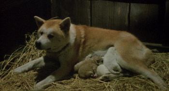 Hitomi Kobayashi's Young Girl's Story (1987) download