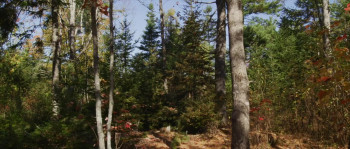 Horse Healing (2025) download