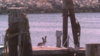 Hot Wax Zombies on Wheels (1999) download