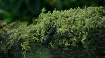 V.C. Andrews' Dollanganger Saga If There Be Thorns (2015) download