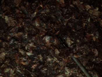 In a Violent Nature (2024) download