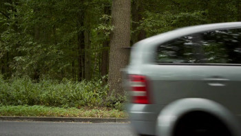 Intelligent Trees (2016) download