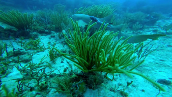 Island of the Walking Sharks (2022) download