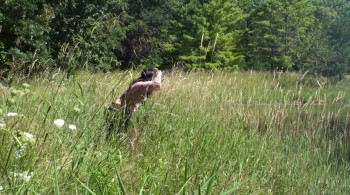 Jamestown: Pioneers of America (2017) download