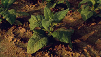 Jess + Moss (2011) download