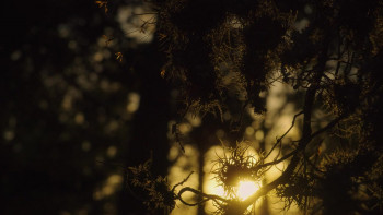 Jim Allison: Breakthrough (2019) download