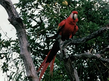 Jungle Cat (1960) download