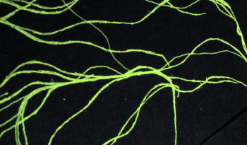 La seconda vita (2024) download