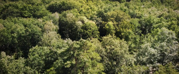 Heart of an Oak (2022) download