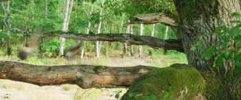 Heart of an Oak (2022) download