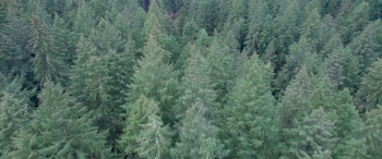 Legend of the Forest (2025) download