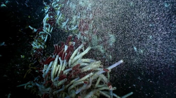 Life 2,000 Meters Under the Sea (2014) download