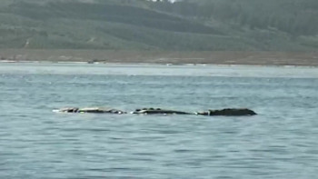 Loch Ness Monster Captured (2024) download