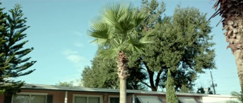 Looking in the Mirror (2019) download