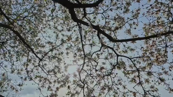 Looky-loo (2025) download