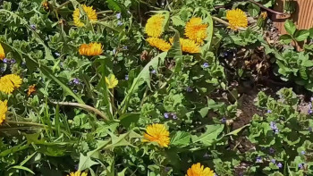 Looky-loo (2025) download