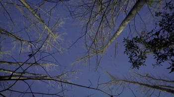 Lost in Buffalo City (2017) download