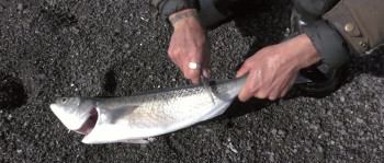 Lost Track: New Zealand (2020) download