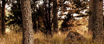 Madness (2010) download