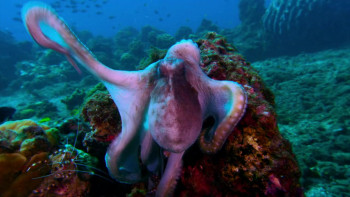 Mission Blue (2014) download