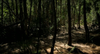 Monkey Killer (2025) download