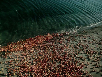 My Armenian Phantoms (2025) download