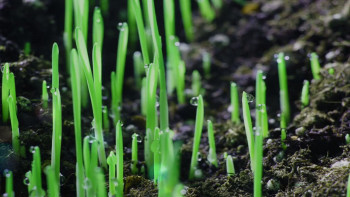 My Husband's Mistress (2025) download