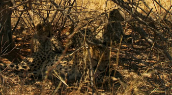 Namibia: Sanctuary of Giants (2016) download