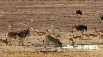 Namibia: Sanctuary of Giants (2016) download