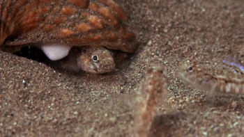 Natura Bizia (2021) download