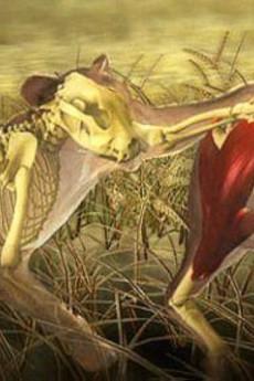 Nature Moment of Impact: Hunters and Herds (2010) download