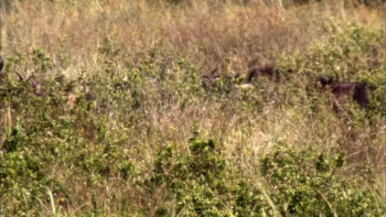 Nature Moment of Impact: Hunters and Herds (2010) download