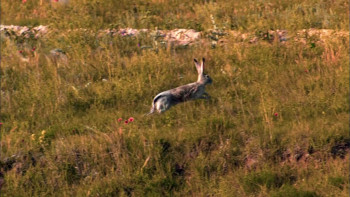 Nature Moment of Impact: Hunters and Herds (2010) download