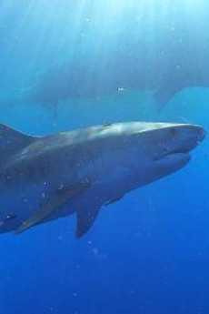 Nature Sharks of Hawaii (2021) download