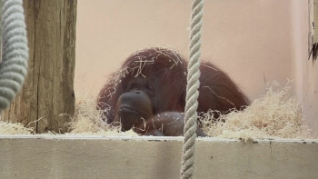 Nénette (2010) download