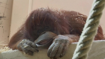 Nénette (2010) download