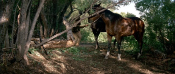 Nevada Smith (1966) download