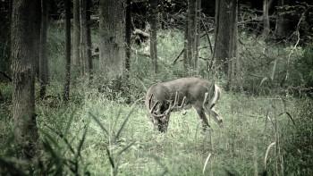 Never Leave Alive (2017) download