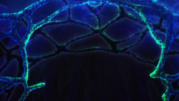 No Game No Life: Zero (2017) download