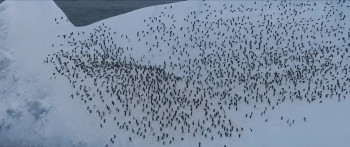 Ocean with David Attenborough (2025) download